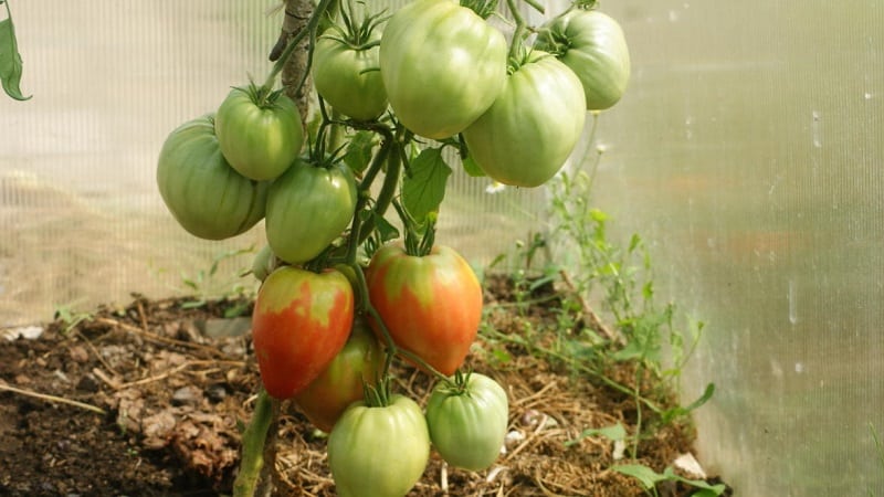 Como cultivar tomate Pudovik para maior rendimento