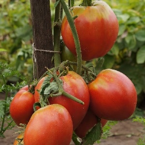 Como cultivar tomate Pudovik para maior rendimento