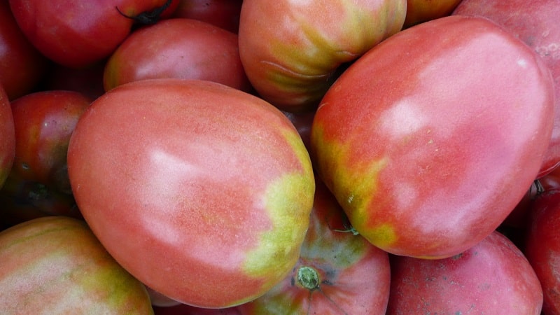 Come coltivare il pomodoro Pudovik per una maggiore resa