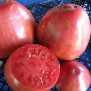 How to grow tomato Pudovik for greater yield