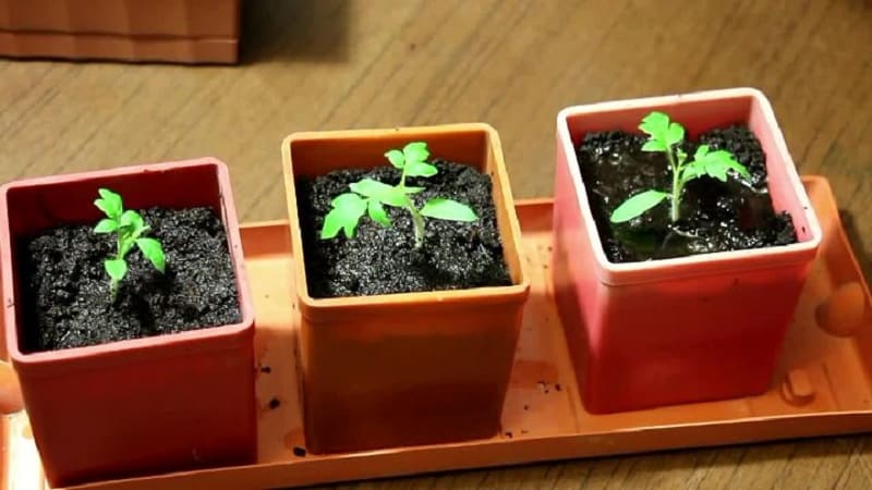 Hoe je tomatenzaden thuis kunt bereiden en er een winteroogst van kunt krijgen - advies van ervaren tuiniers