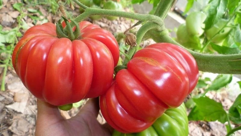 En ekstremt uvanlig variant fra sibirske oppdrettere - den japanske krabbetomaten, som ikke vil forlate noen likegyldige