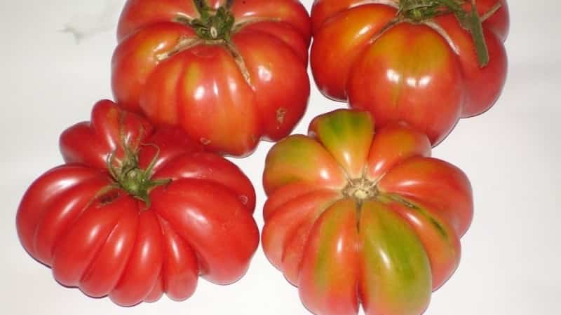 Varieti yang sangat luar biasa dari penternak Siberia - tomato ketam Jepun, yang tidak akan meninggalkan sesiapa yang tidak peduli