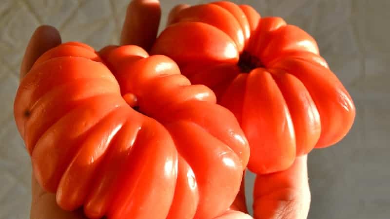 An extremely unusual variety from Siberian breeders - the Japanese crab tomato, which will not leave anyone indifferent