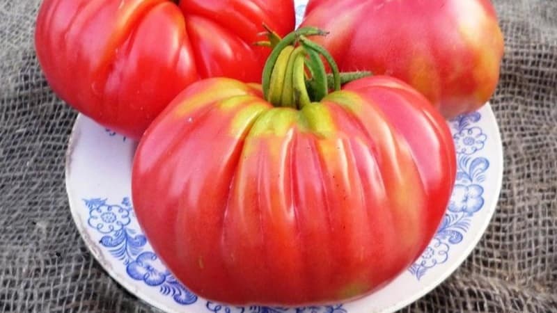 Una variedad extremadamente inusual de criadores siberianos: el tomate cangrejo japonés, que no dejará indiferente a nadie.