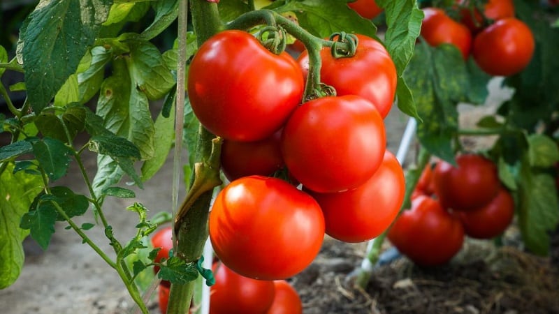 Malakas, matatag na bushes para sa bukas na lupa - Tatyana tomato: ano ang mabuti at kung paano ito palaguin nang tama