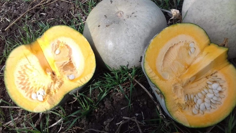 Malaking prutas at mid-season na iba't-ibang Volzhskaya grey pumpkin: mga patakaran ng teknolohiyang pang-agrikultura at mga tip para sa paglaki