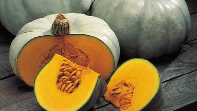 Large-fruited and mid-season variety of Volzhskaya gray pumpkin: rules of agricultural technology and tips for growing