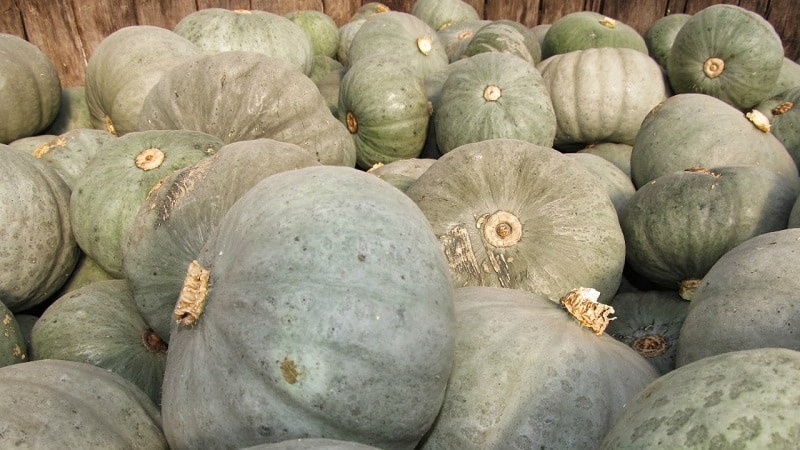 Large-fruited and mid-season variety of Volzhskaya gray pumpkin: rules of agricultural technology and tips for growing