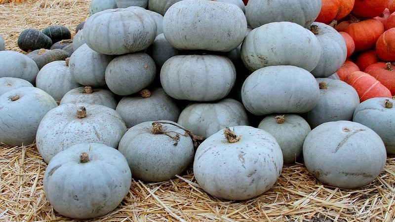 Varietà di zucca grigia Volzhskaya a frutto grosso e di mezza stagione: regole della tecnologia agricola e consigli per la coltivazione