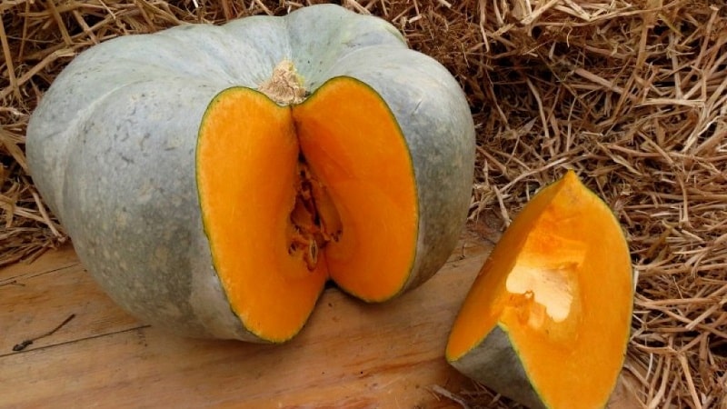 Malaking prutas at mid-season na iba't-ibang Volzhskaya grey pumpkin: mga patakaran ng teknolohiyang pang-agrikultura at mga tip para sa paglaki