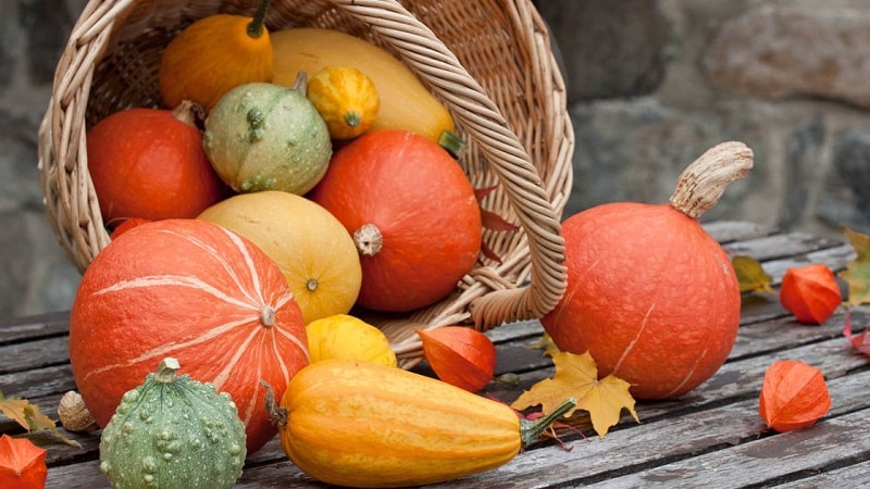 Medicina sabrosa y saludable de su propio jardín: tratamiento con calabaza para diversas enfermedades