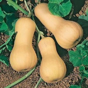 Un favori des jardiniers et des cuisiniers - Le potiron butternut : nous le cultivons sans tracas et l'utilisons dans de délicieuses recettes