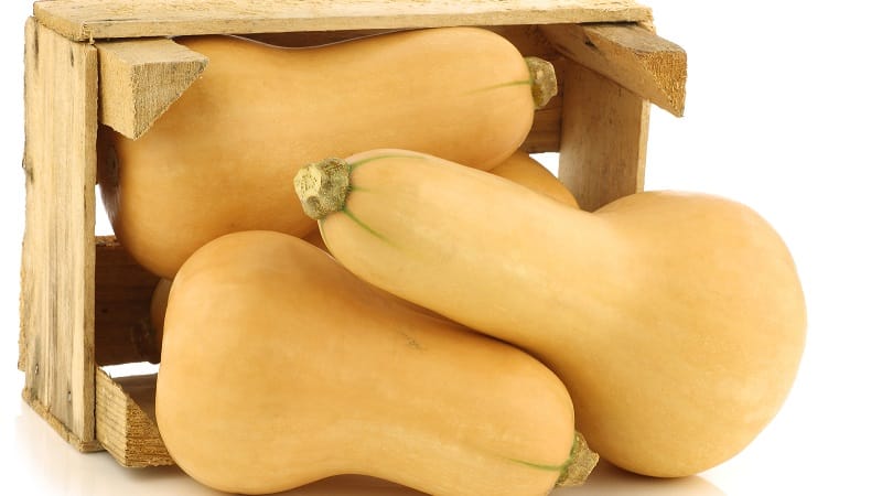 Una de las favoritas de jardineros y cocineros: calabaza butternut: la cultivamos sin problemas y la utilizamos en deliciosas recetas.