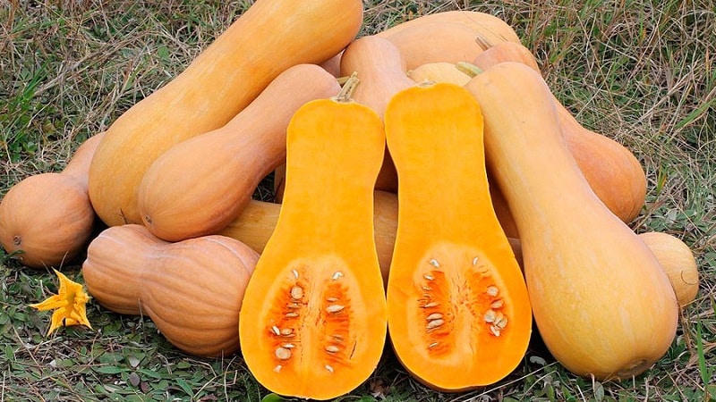 Puutarhureiden ja kokkien suosikki - Butternut kurpitsa: kasvatamme sitä vaivattomasti ja käytämme sitä herkullisissa resepteissä