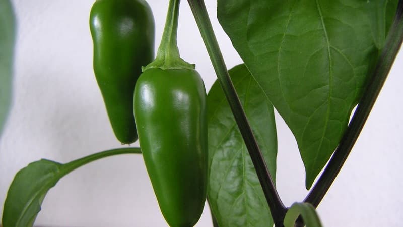 Marinuoti jalapeno pipirai - receptai namuose: 3 galimybės paruošti skanų, ugningą užkandį