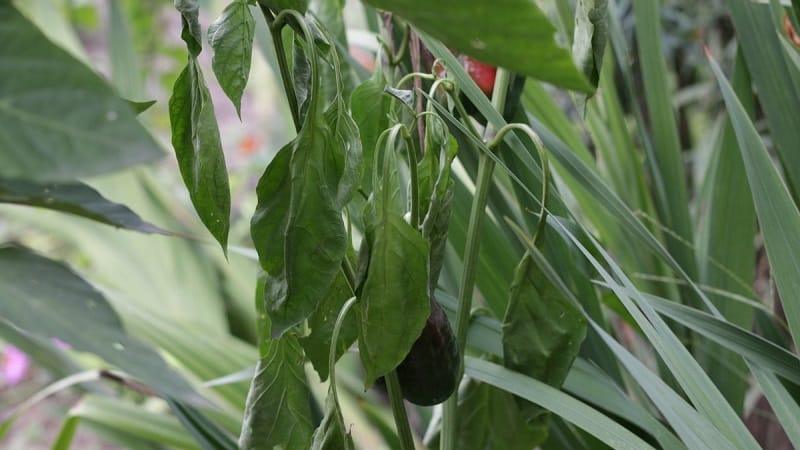 Maßnahmen zur Bekämpfung der Fusarium-Pfefferwelke und zur Verhinderung des Auftretens der Krankheit