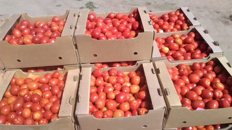 Hindi pangkaraniwang Slivka tomato at kung paano alagaan ito