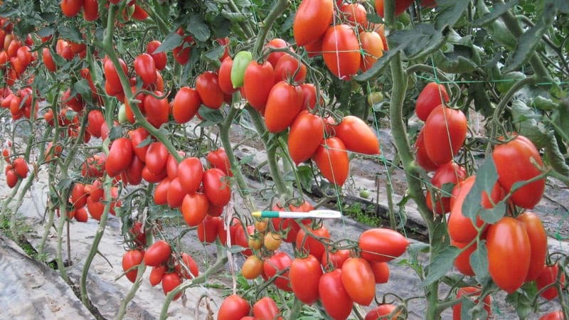 Hindi pangkaraniwang Slivka tomato at kung paano alagaan ito