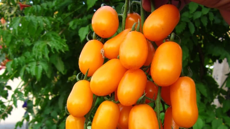 Hindi pangkaraniwang Slivka tomato at kung paano alagaan ito