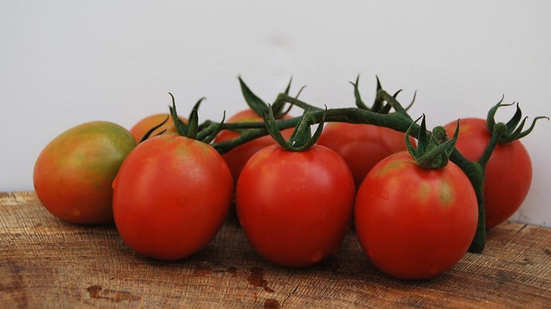 Unusual Slivka tomato and how to care for it