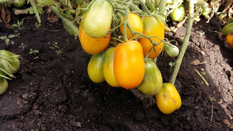 Tomate Slivka inusual y cómo cuidarlo.