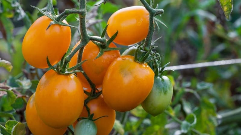 Hindi pangkaraniwang Slivka tomato at kung paano alagaan ito