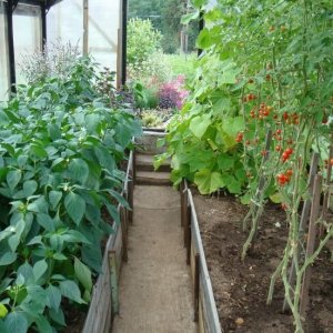 An unpretentious, but very tasty tomato variety. Market Miracle with a rich harvest - a favorite of experienced gardeners.