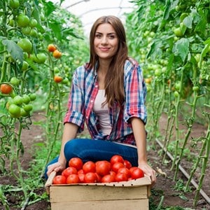 Une variété de tomates sans prétention mais très savoureuse. Market Miracle avec une récolte riche - un favori des jardiniers expérimentés.