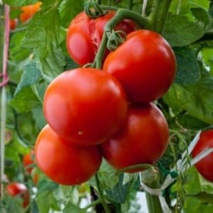 Oversikt over Gardener-tomaten: fordeler og ulemper, vekstforhold og egenskaper til den ferdige avlingen