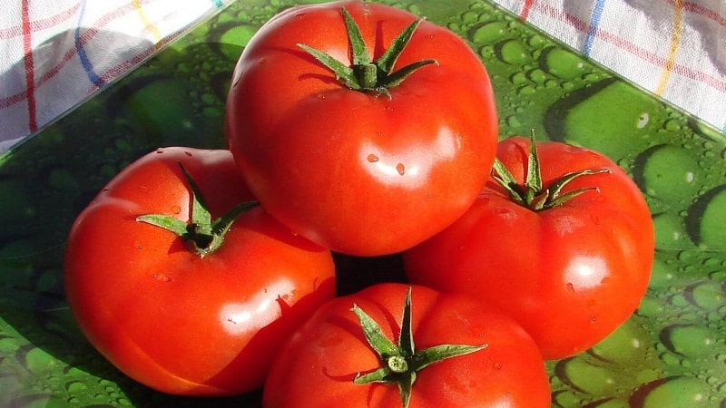 Oversikt over Gardener-tomaten: fordeler og ulemper, vekstforhold og egenskaper til den ferdige avlingen