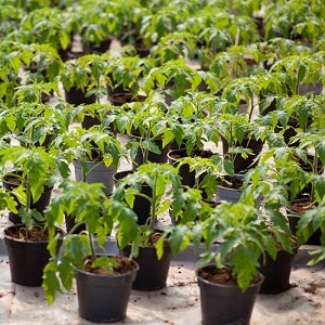 Επισκόπηση της ντομάτας Gardener: πλεονεκτήματα και μειονεκτήματα, συνθήκες καλλιέργειας και χαρακτηριστικά της τελικής καλλιέργειας