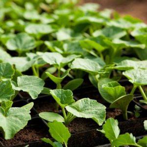 Uma abóbora amazônica muito compacta e prolífica com polpa doce e crocante: para que serve e como cultivá-la corretamente