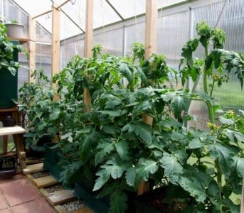 Why tomatoes in a greenhouse fatten and what to do if this happens: a guide to action and useful tips