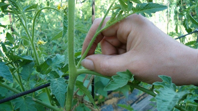 Hakbang-hakbang na mga tagubilin para sa pagsisimula ng mga hardinero: kung paano maayos na magtanim ng mga kamatis sa isang greenhouse at kung bakit ito kinakailangan