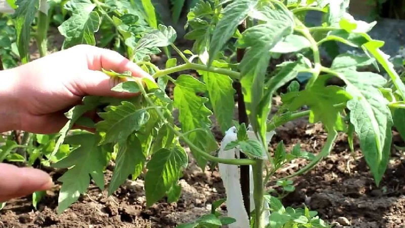 Deneyimli yaz sakinlerinden domateslerin nasıl doğru şekilde ekileceğini öğreniyoruz: nüansların analizi ve sürecin adım adım açıklaması