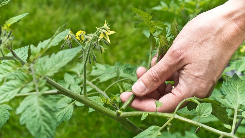 Hakbang-hakbang na mga tagubilin para sa pagsisimula ng mga hardinero: kung paano maayos na magtanim ng mga kamatis sa isang greenhouse at kung bakit ito kinakailangan