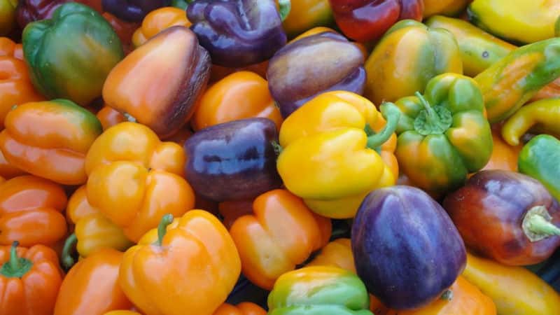 De voordelen en nadelen van paprika: wat is de groente goed voor het lichaam en hoe kun je deze op de juiste manier eten?