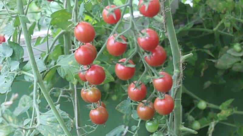 Eine beliebte und beliebte Sorte süß-saurer Kirschtomaten: Japanische Buschtomate und ihre Vorteile