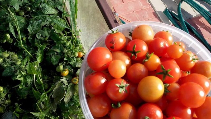 Isang sikat at minamahal na iba't ibang matamis at maasim na cherry tomatoes: Japanese brush tomato at ang mga benepisyo nito