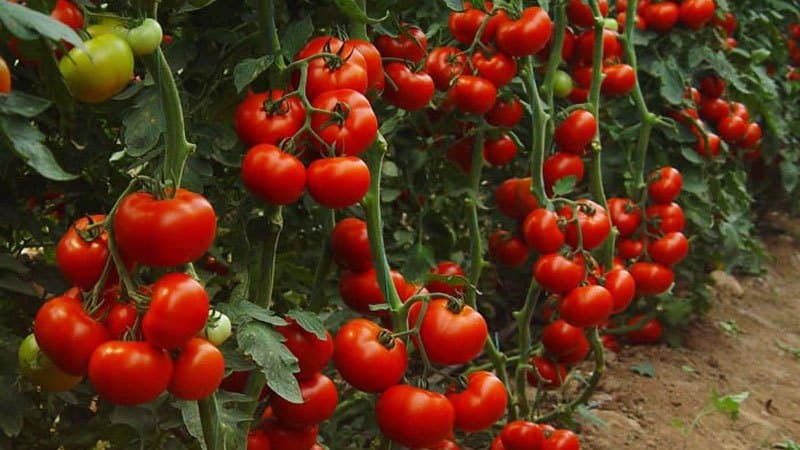 Isang sikat at minamahal na iba't ibang matamis at maasim na cherry tomatoes: Japanese brush tomato at ang mga benepisyo nito