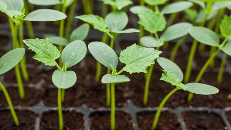 Instruções passo a passo para horticultores iniciantes: como cultivar pepinos na varanda e fazer uma colheita