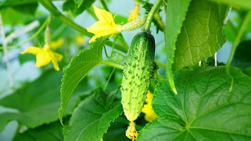 Istruzioni passo passo per i coltivatori di ortaggi principianti: come coltivare i cetrioli sul balcone e ottenere un raccolto