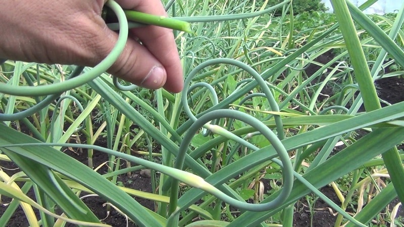 Geheimnisse der Pflege von Winterknoblauch im Frühling