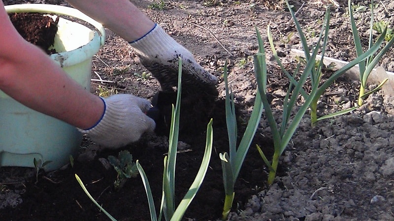 Geheimnisse der Pflege von Winterknoblauch im Frühling