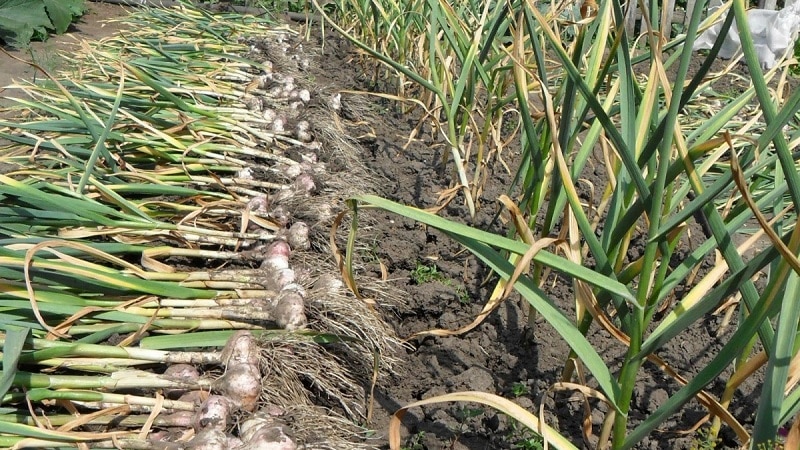 Geheimnisse der Pflege von Winterknoblauch im Frühling