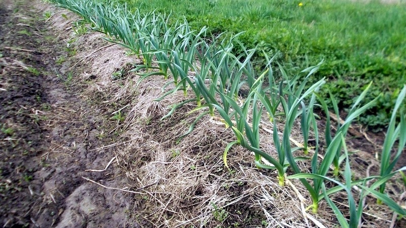 Geheimnisse der Pflege von Winterknoblauch im Frühling