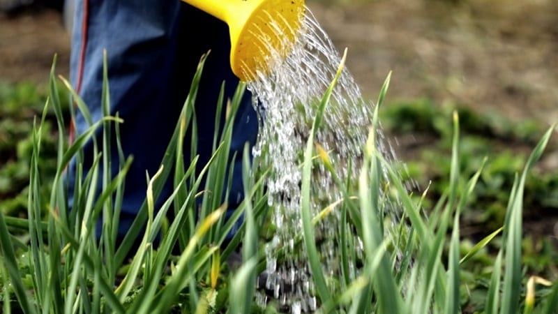 Geheimnisse der Pflege von Winterknoblauch im Frühling