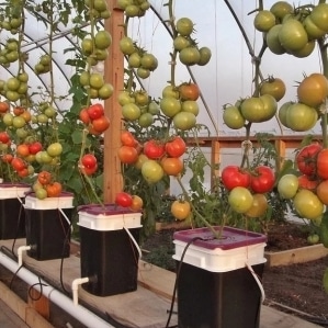 Hemmeligheder ved at dyrke tomater derhjemme ved hjælp af hydroponics