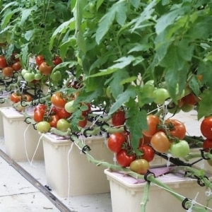 Hemmeligheder ved at dyrke tomater derhjemme ved hjælp af hydroponics